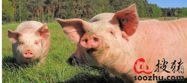 恢复生猪生产成两会农业热点