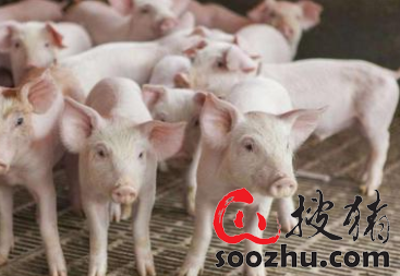 江西分宜县农粮局：严打生猪私屠滥宰捍卫群众肉案子