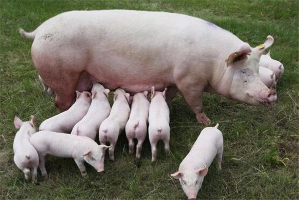 保证出栏生猪3300万头以上，广东省2022年畜牧兽医工作要点发布