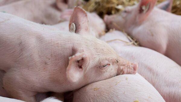 过去18个月是“养猪业经历的最艰难时期”