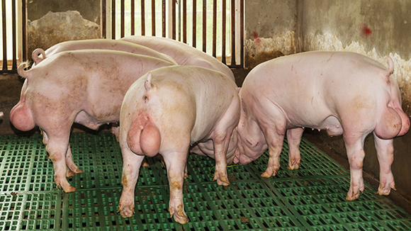 视频：广西第八届种猪博览会测定种猪