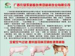 广西农垦新利种猪